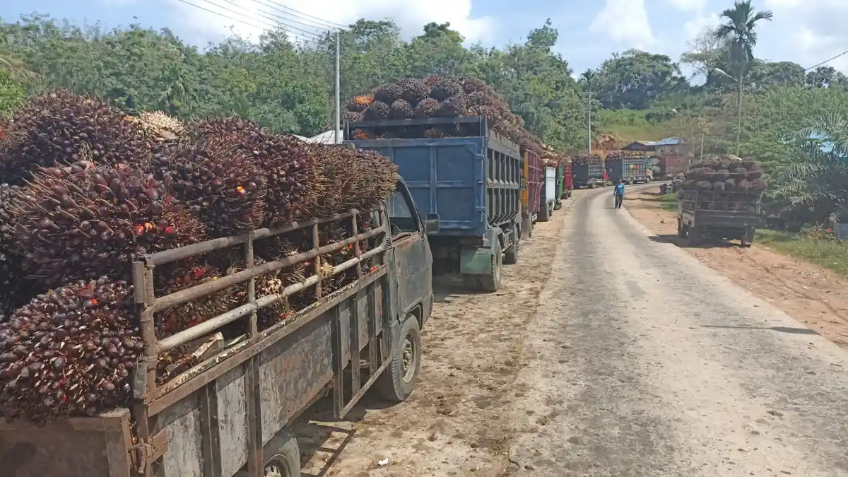 Harga TBS Masih Rendah, Pabrik Kelapa Sawit di Bengkulu Mengaku Dilema