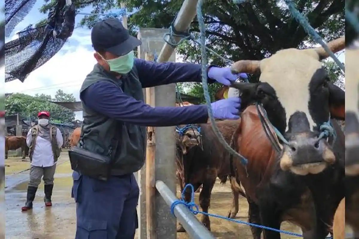 Tak Temukan PMK, Ada Sapi Diare saat Cek Kesehatan Hewan di Pasar Dimoro Kota Blitar