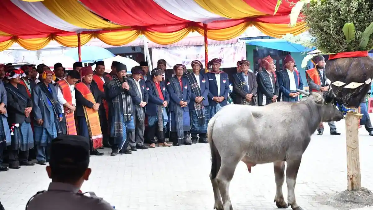 Mengenal Tradisi Mangalahat Horbo, Diperlihatkan dalam Event Tradisional Horja Bius di Samosir