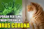 kucing-terinfeksi-virus-corona.jpg