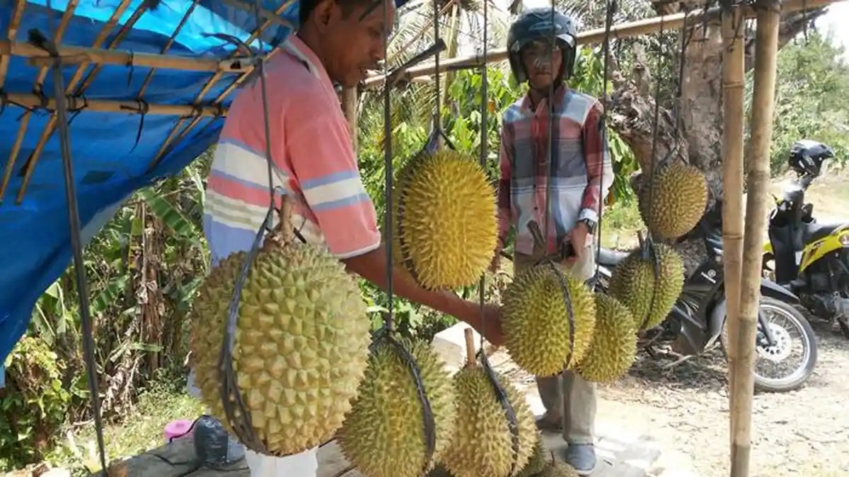 Melintas di Pringsewu Bisa Coba Durian Kota Agung