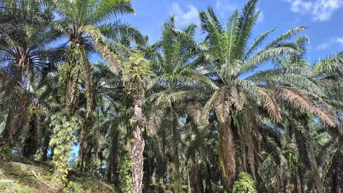 Harga TBS Sawit di Bengkulu Utara Merangkak Naik, Tertinggi Rp 2.860 per Kilogram