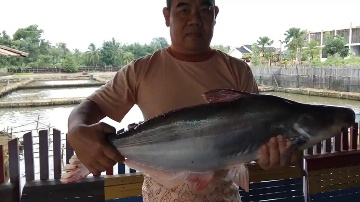 Wow, Ikan Patin Milik H Unang Bobotnya Mencapai 13 Kilogram per Ekor