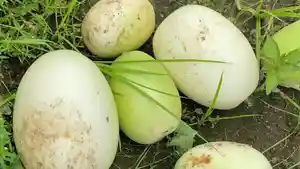 Warga-dan-petani-timun-suri-di-Kecamatan-Kertajati-Kabupaten-Majalengkaa.jpg