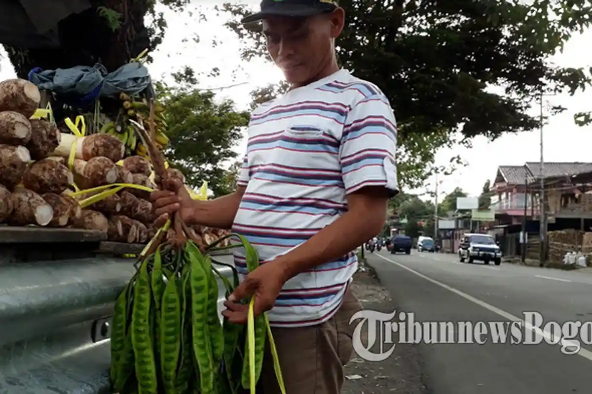 Patut Dicoba Petai Oleh-Oleh Khas Puncak Ini, Pedagang : Ada Manis-Manisnya Gitu