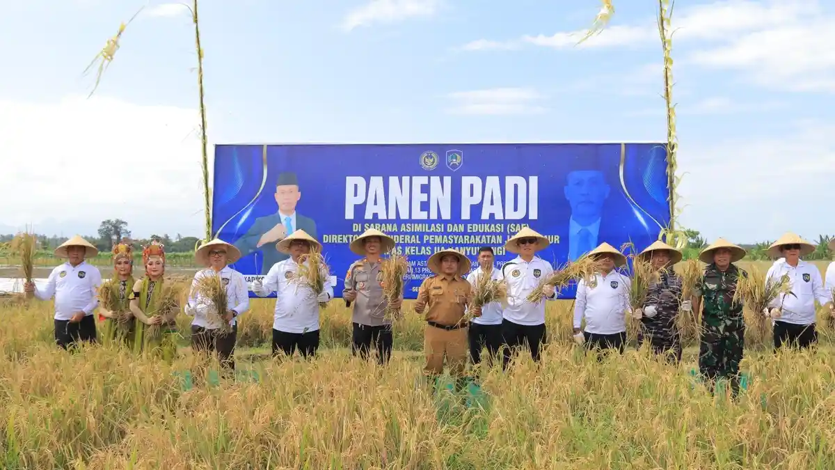 Hasil Kerja Warga Binaan, Lapas Banyuwangi Panen Padi di Lahan Seluas 2 Hektare
