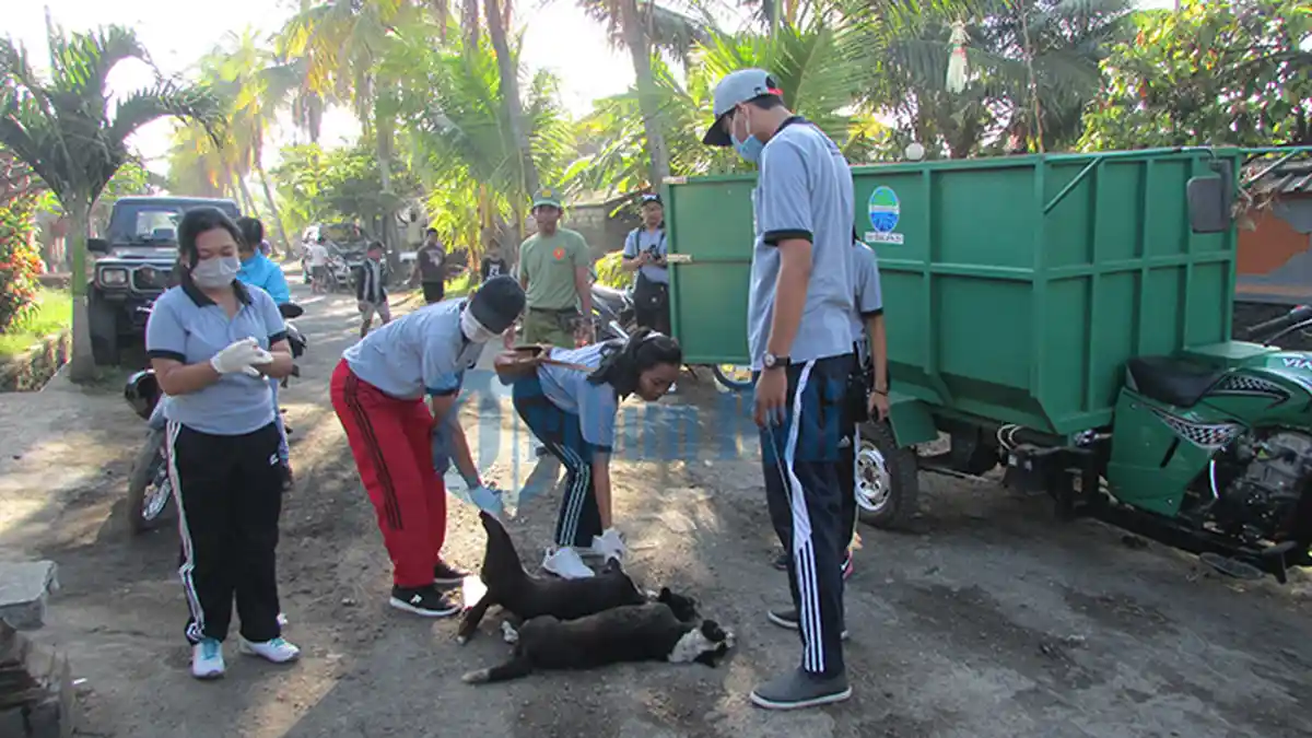 Kasus Rabies di Bali Tertinggi se-Indonesia - Tribun-bali.com