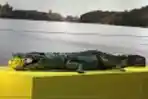 Sajen Buat Sepasang Awetan Buaya Monster Sangatta