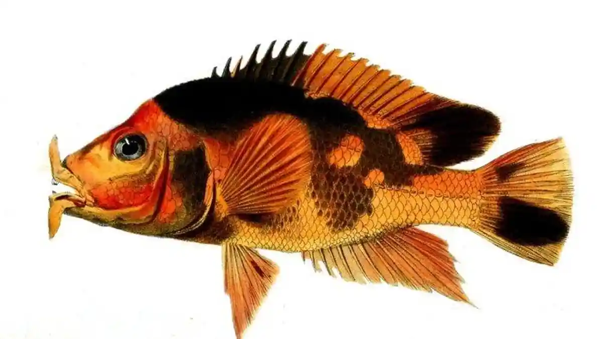 Ikan Iblis Merah Rencananya Akan Dibeli Pemkab Toba Seharga Rp 5 Ribu Perkilogram