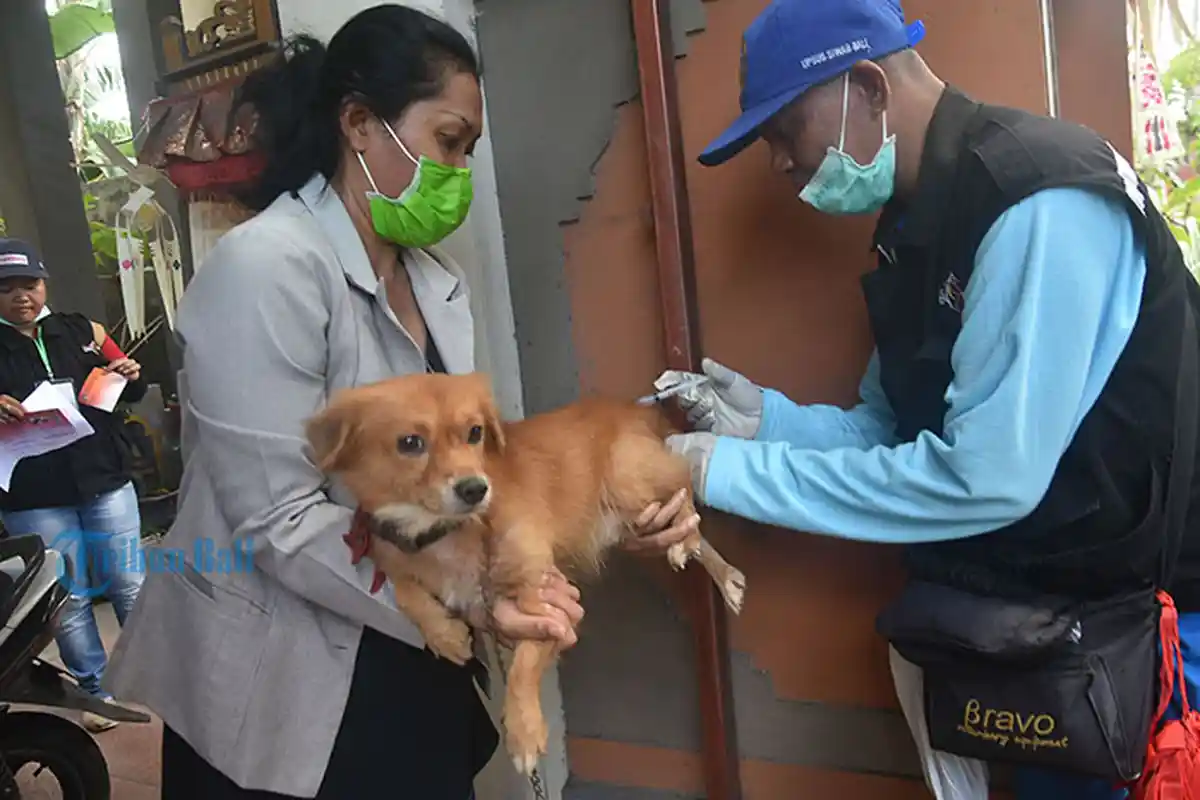 Distan Tabanan Target Ratusan HPR Divaksin di Banjar Padangan Kelod