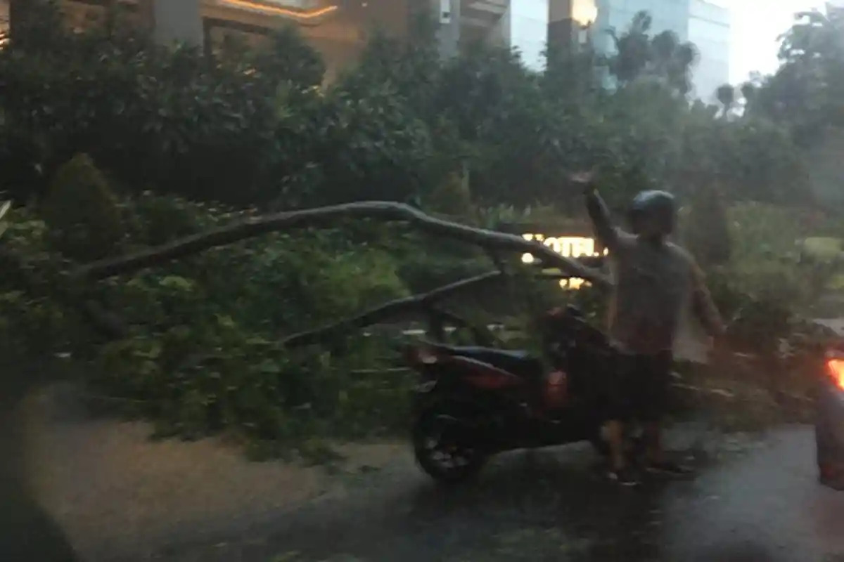 Dampak Fenomena La Nina, Pemkot Solo Waspadai Pohon Tumbang, Imbau Tak Berteduh di Bawah Pohon