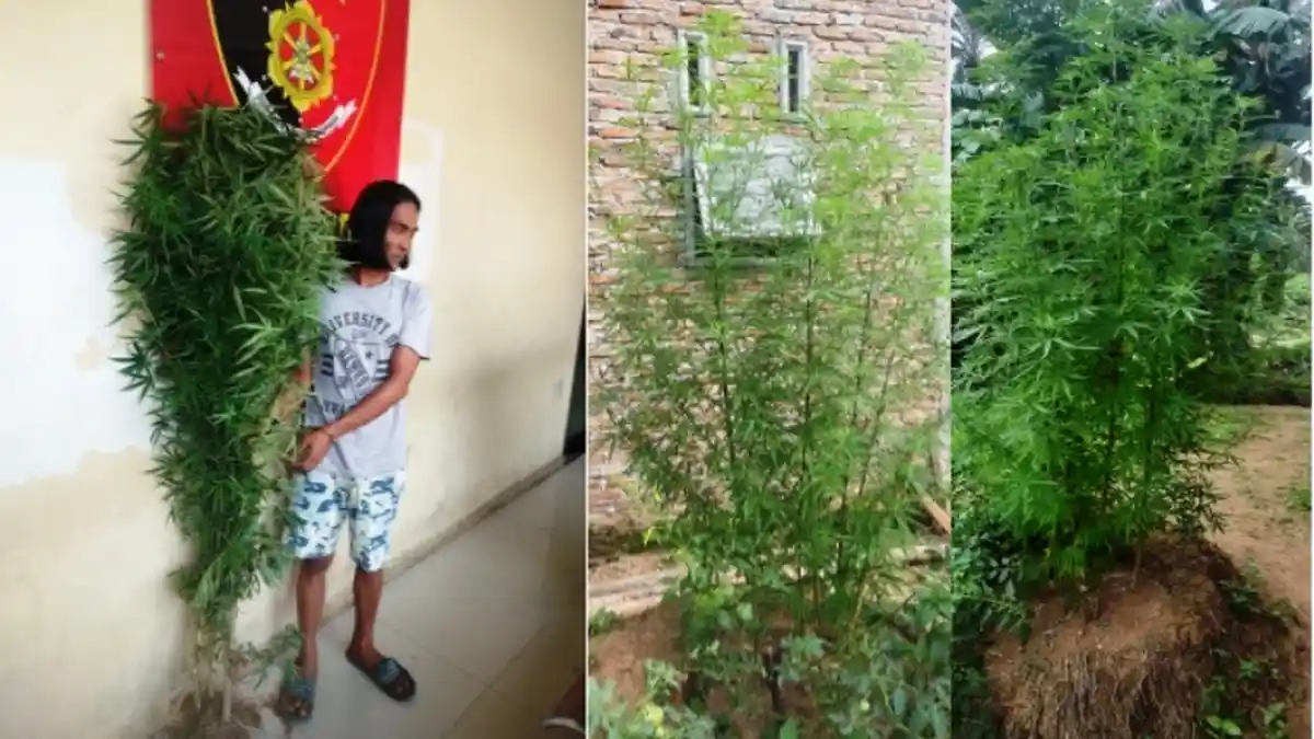 Suheri Nekat Tanam Pohon Ganja di Belakang Rumah, Paling Tinggi 1,7 Meter