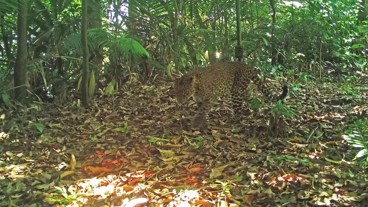Macan Tutul Teror Warga Ciamis, Makan Ayam dan Anjing Warga, BKSDA Temukan Bekas Cakaran