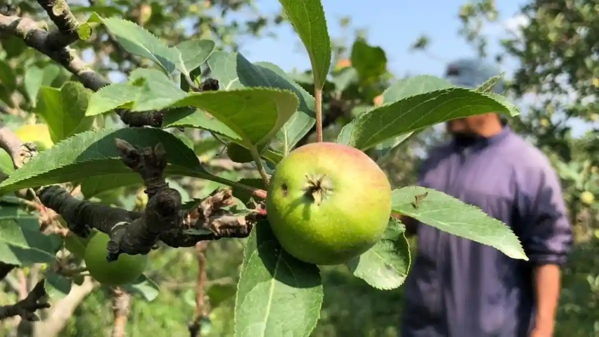 Pemkot Batu Serius Gairahkan Tanam Buah Apel Melalui Smart Farming dan Hidroponik
