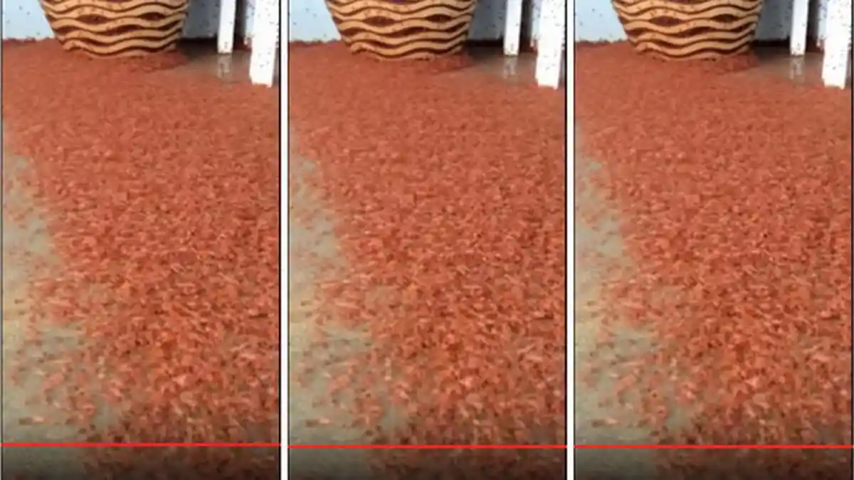 VIDEO - Bayi Kepiting Merah Ini Migrasi Lewati Rumah Penduduk, Bikin Takjub tapi Juga Merinding