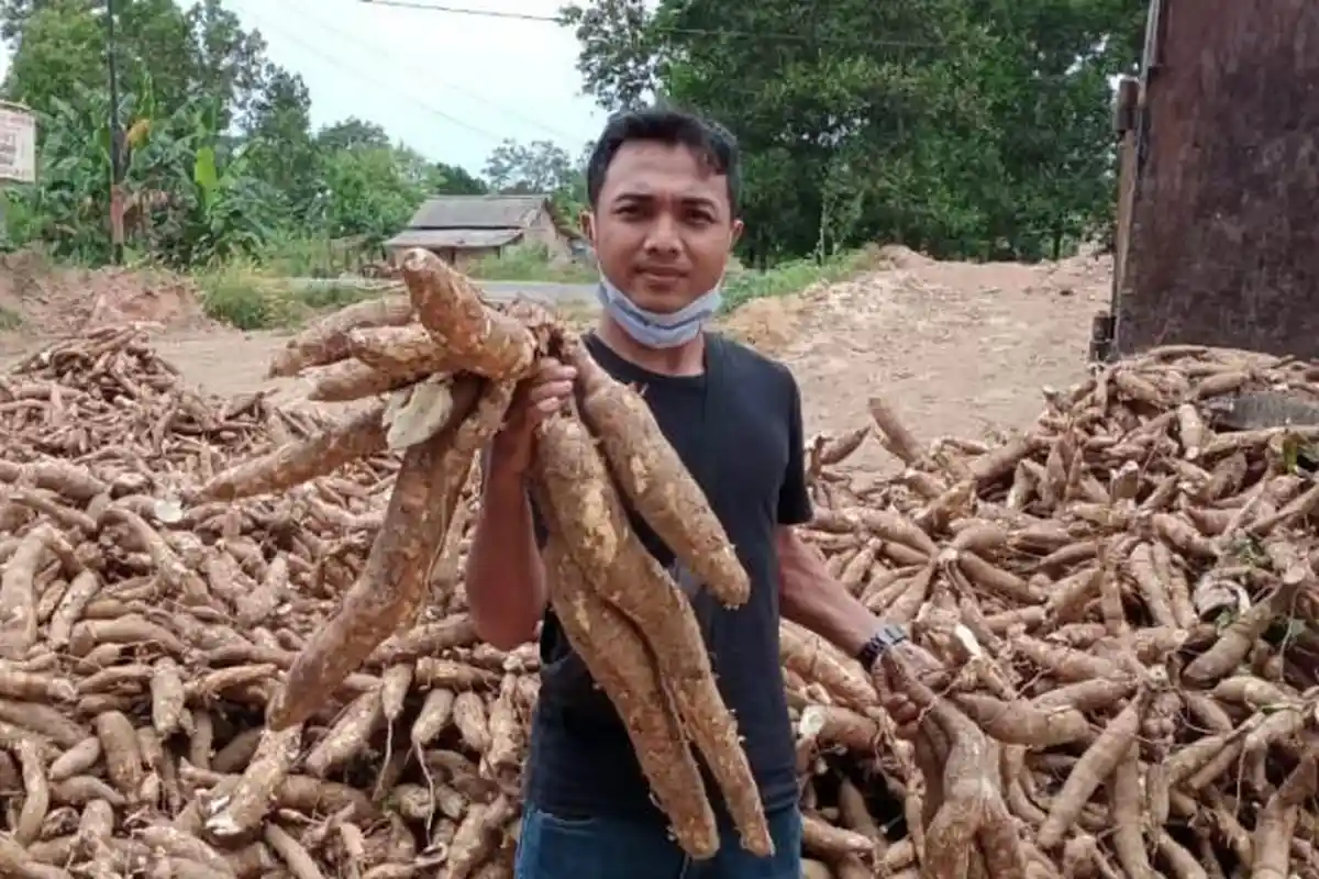 Sanksi Tegas Bagi Perusahaan di Lampung yang Impor Tapioka, Tutup Izin Usaha?