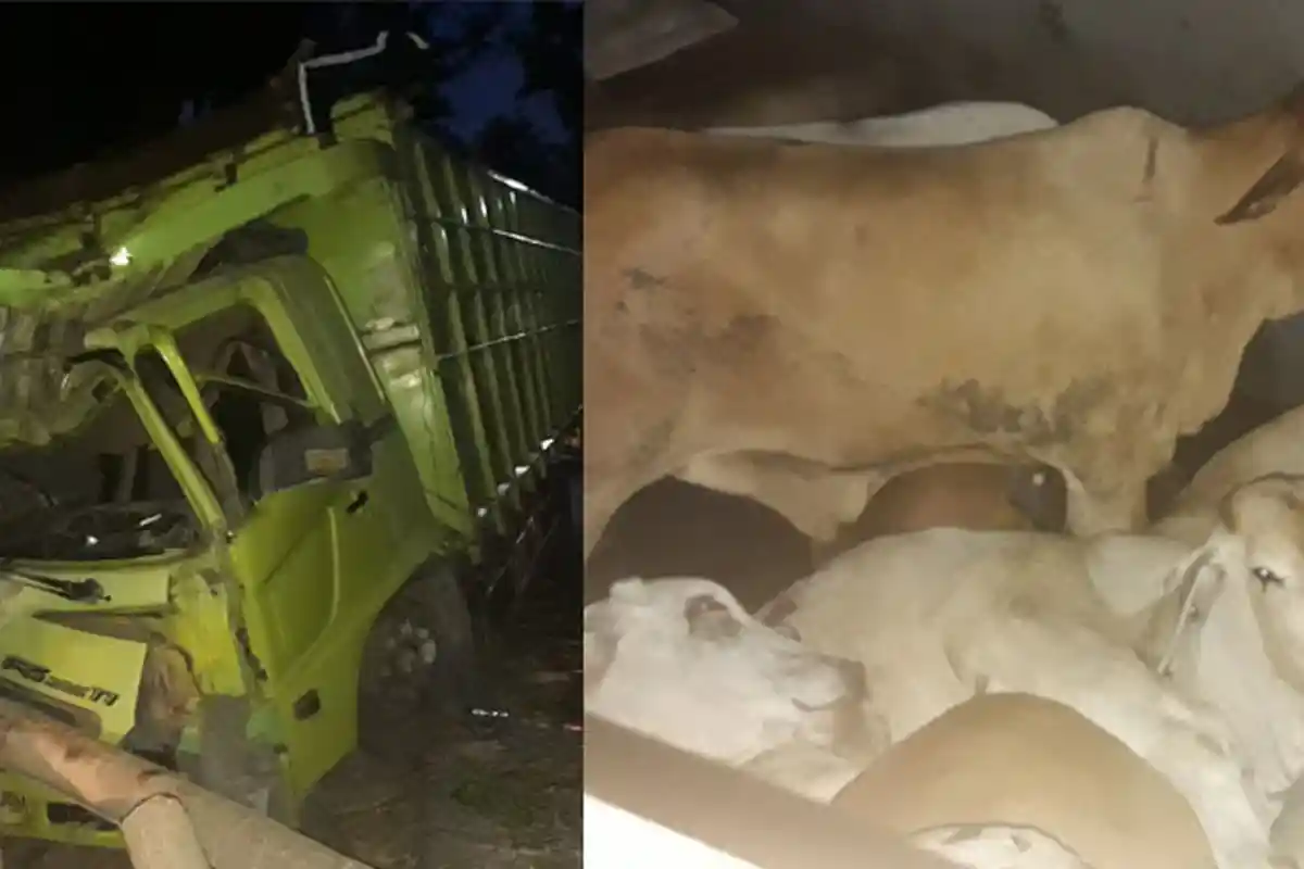 Truk Pengangkut Sapi Tabrak Pohon, Sopir Tewas, Sapi Selamat, Agar Tak Ngamuk Sapinya Harus Gini