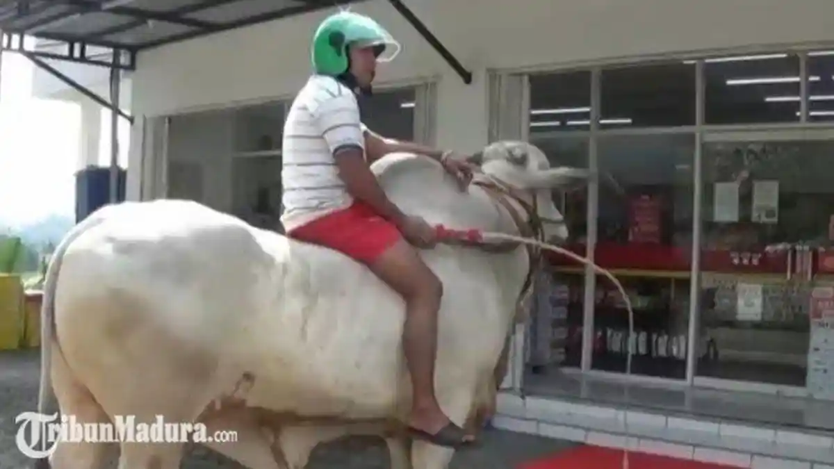 Berbobot 900 Kg, Ternyata Sapi yang Dinaiki Pria ini ke Mini Market Harganya Bikin Melongo