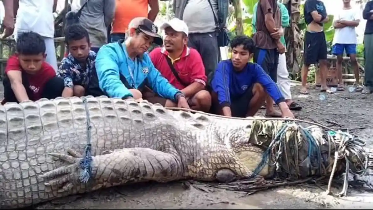 Aksi Heroik Pria Paruh Baya Tangkap Buaya Raksasa di Buton, Panjang 4,3 Meter dan Berat 1 Ton