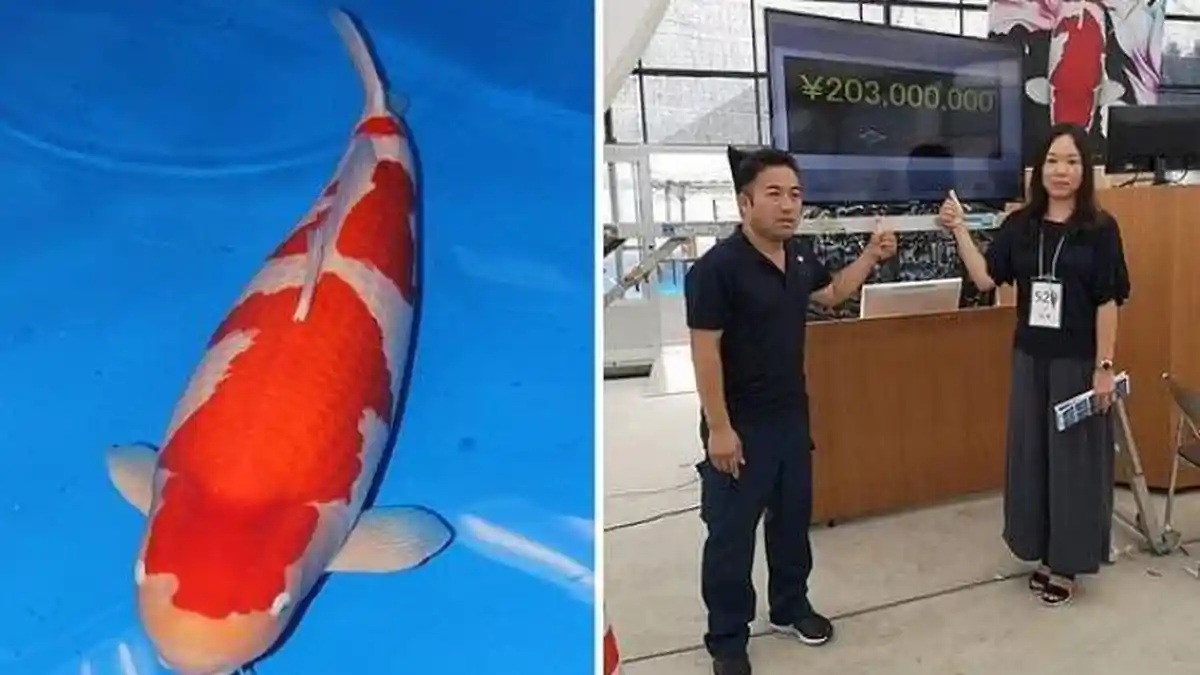 Viral Ikan Koi Bernama S Legend, Termahal di Dunia, Punya Panjang 1 Meter dengan Harga Rp27 Miliar