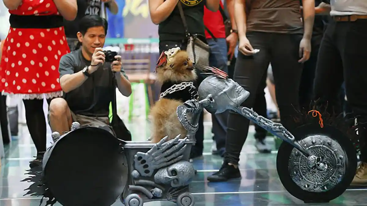 Ketika Anjing Mungil Berkostum Ghost Rider di Acara Kostum Halloween