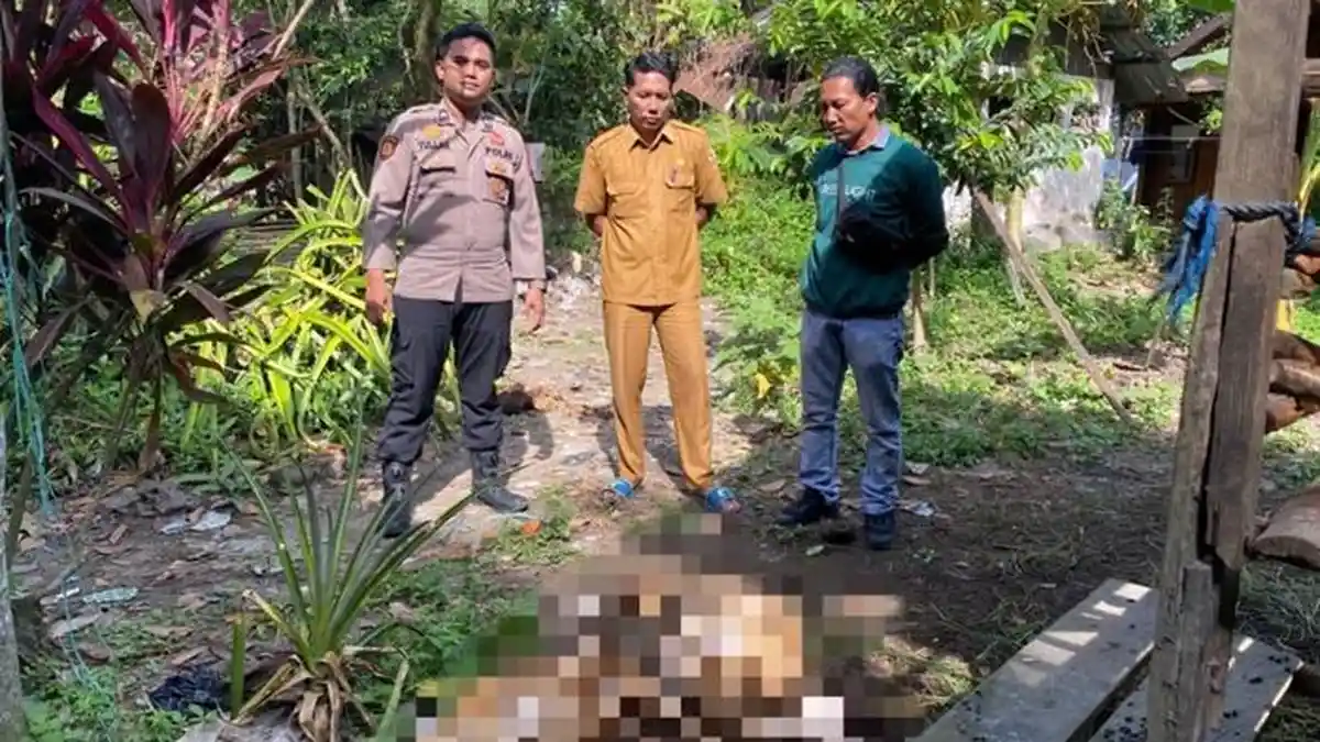 Kematian Domba di HST Diduga Diserang Anjing Liar, Tim Kesehatan Hewan Edukasi Warga Bahaya Rabies - Banjarmasinpost.co.id