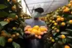Terdampak Pandemi, Penjualan Pohon Jeruk Kimkit Menurun