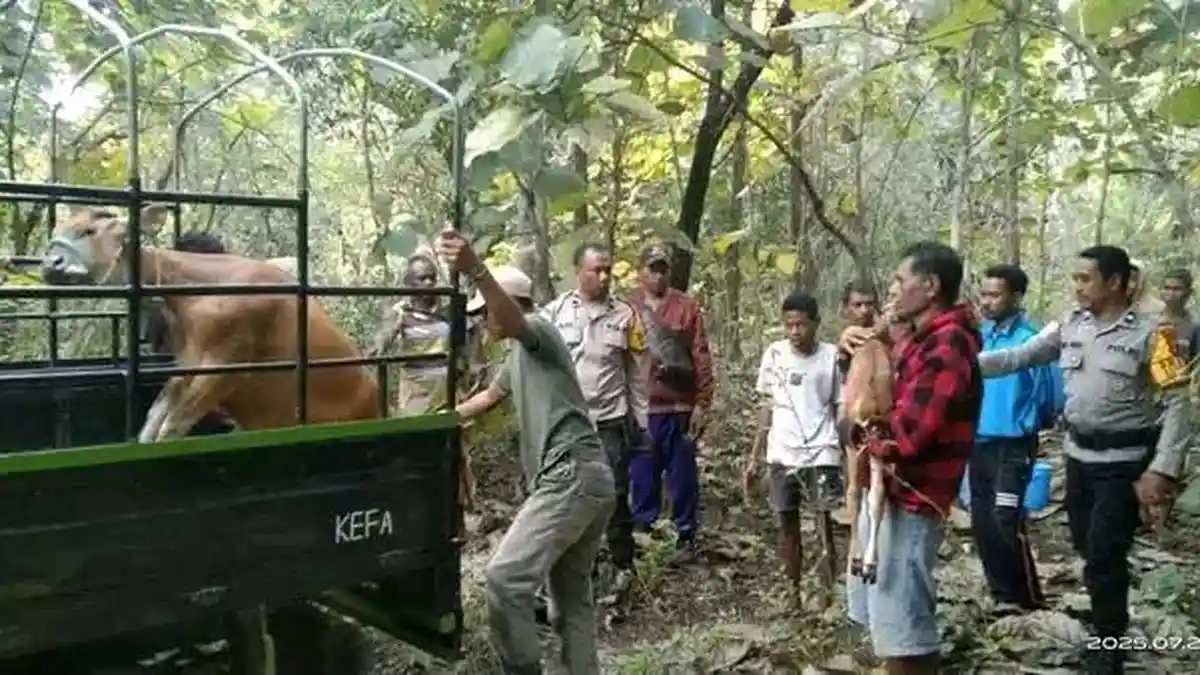 Polisi Ciduk Terduga Pelaku Pencurian 2 Ekor Sapi di TTU NTT