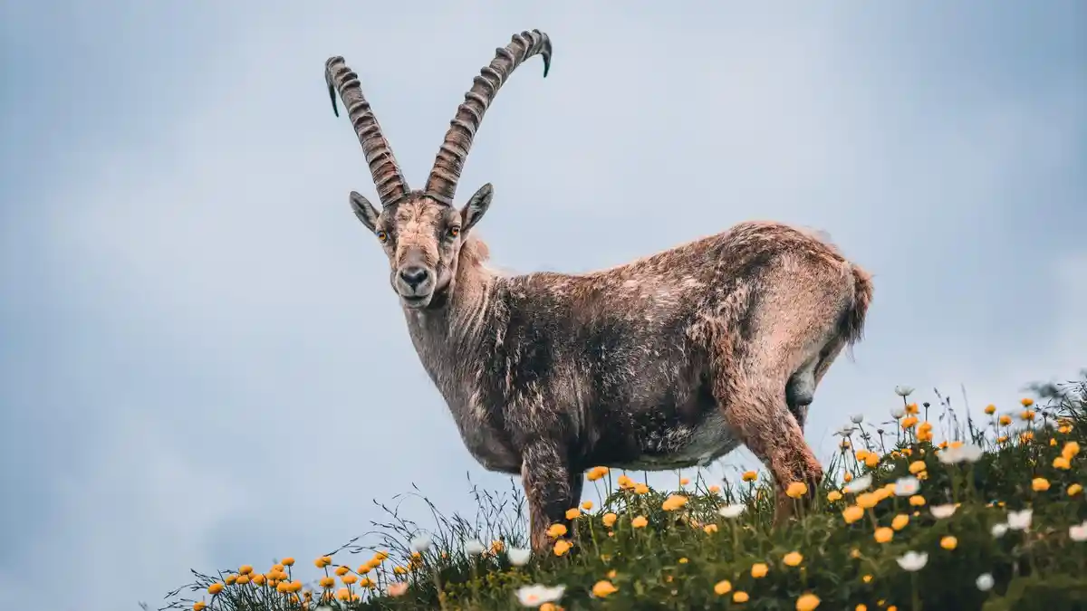 20 Sifat Zodiak Capricorn yang Perlu Diketahui, Berbeda Antara Wanita & Pria, tapi Sama-sama Ambis