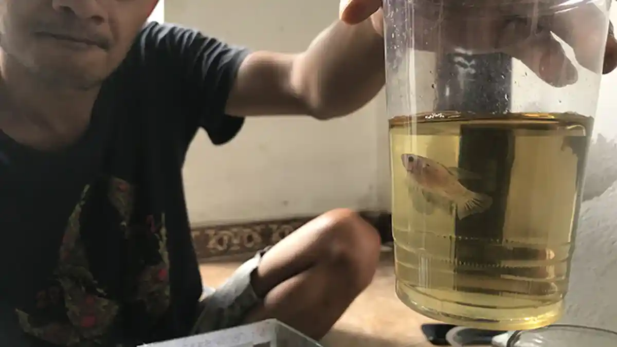 Hari Sebut Ikan Cupang Candy Paling Diminati, Harga Termurah di Tabanan Dijual Rp 10 Ribu