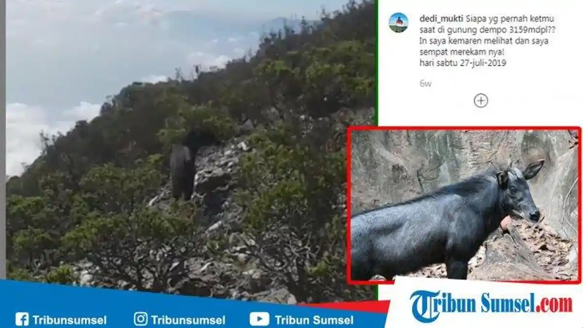 HEBOH, Pendaki Gunung Rekam Penampakan Hewan Misterius Sumatera di Lereng Gunung Merapi Dempo