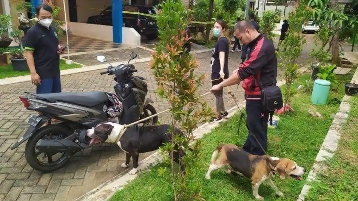Kesetiaan 2 Ekor Anjing, Jaga Jasad Majikan, Rela Menahan Lapar Selama 4 Hari, Ini Kisahnya