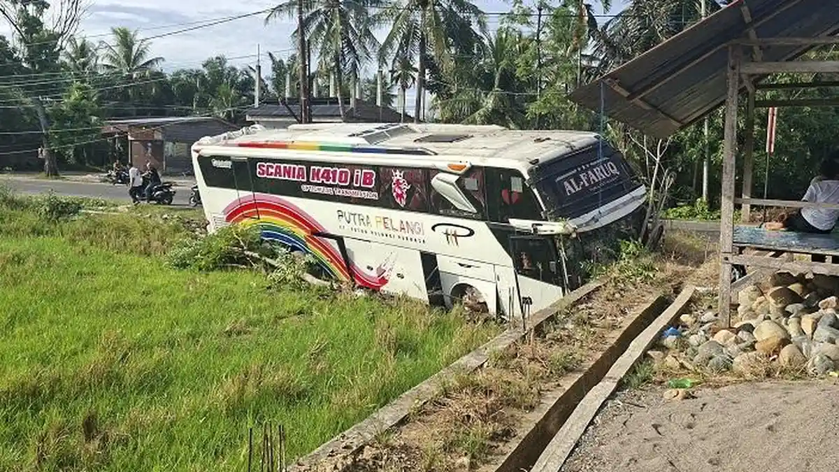 Hindari Tabrakan Laga Kambing, Bus Putra Pelangi Jatuh Terjun ke Sawah di Bireuen