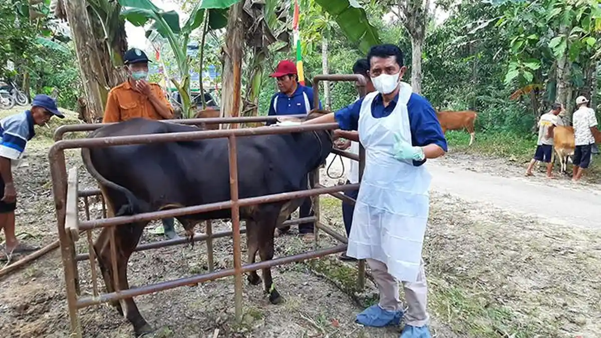Syarat dan Alur Pengurusan Surat Rekomendasi Pengeluaran Hewan Ternak dan Produk Hasil Hewan