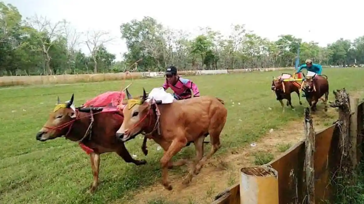 Lindungi dari PMK, Sapi-Sapi Wajib Divaksin saat Tampil di Karapan Piala Presiden 2022 di Bangkalan